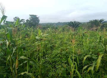 cameroon/south-west-region/attraction/sole