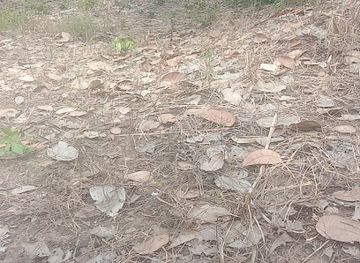 cambodia/kratie/attraction/cam-ka-toe-neak-lok-ros-kheiv-bek-anloung