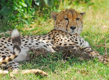 kenya/maasai-mara-national-reserve/attraction/leopard-lookout