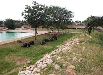 zambia/lusaka/attraction/buffaloes-park