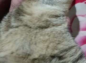 indonesia/riau/attraction/tempat-puput