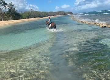 puerto-rico/vieques-island/attraction/colon-horseback-riding
