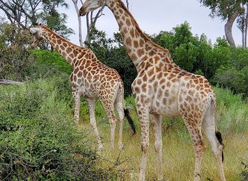 botswana/moremi-game-reserve/attraction/qorokwe-camp