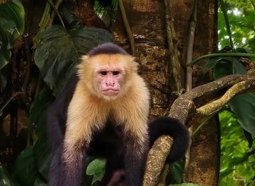 costa-rica/monteverde/attraction/monkey-park-la-fortuna