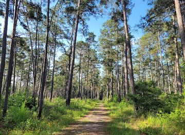texas/piney-woods/attraction/w-g-jones-state-forest