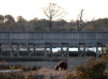 virginia/tidewater/attraction/life-of-the-marsh-nature-trail