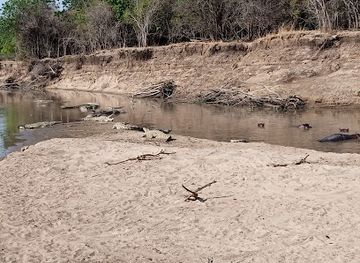 zambia/muchinga-province/attraction/lion-camp-south-luangwa-national-park