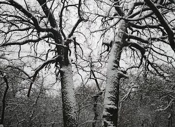 ukraine/kherson-region/attraction/dub-chereshchaty