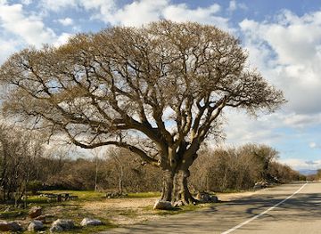 croatia/kvarner/attraction/900-years-old-hackberry-tree