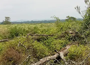 Queen Elizabeth National Game Park