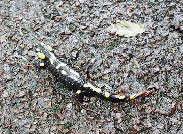 hungary/matra-mountains/attraction/nagy-hidas-p-vargak-kutja-p-osszefolyasa