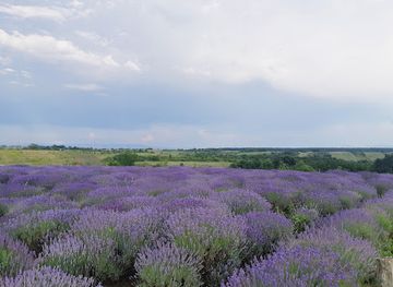 romania/bihor/attraction/lavanda-adrienne