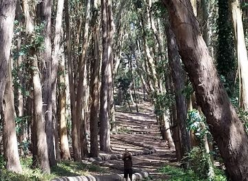 california/muir-woods-national-monument/attraction/lovers-lane-at-the-presidio
