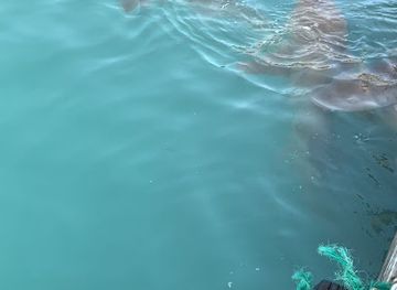 maldives/thoddoo-island/attraction/shark-feeding-point