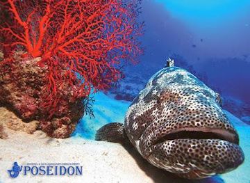 australia/port-douglas/attraction/poseidon-outer-reef-cruises