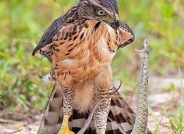 pakistan/fata-federally-administered-tribal-areas/attraction/eagle-fort