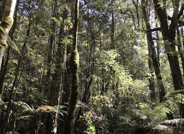 australia/mount-field-national-park/attraction/castle-forbes-forest