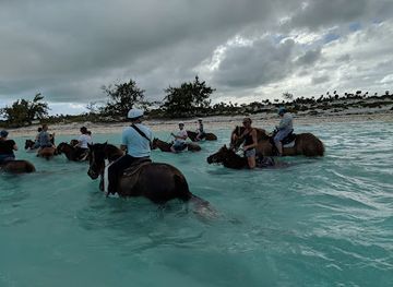 turks-and-caicos-islands/chalk-sound-national-park/attraction/provo-ponies