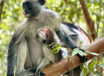 tanzania/zanzibar-island/attraction/imran-jape