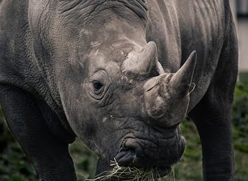 zimbabwe/mashonaland-west/attraction/lions-rhino-africa-safaris