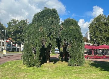 netherlands/arnhem/attraction/historic-giant-tree