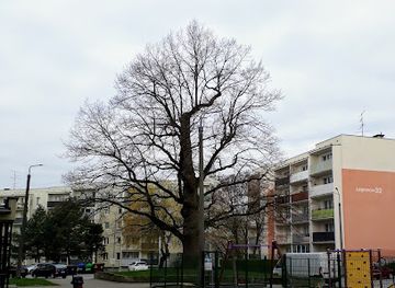 poland/elblag/attraction/dab-pomnik-przyrody