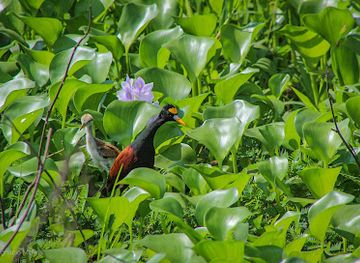 el-salvador/san-miguel/attraction/humedales-de-la-ceiba