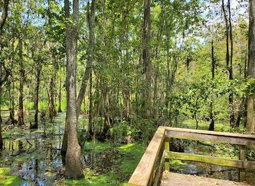 louisiana/lake-maurepas/attraction/joyce-wildlife-swampwalk