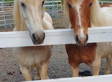 iceland/borgarnes/attraction/sturlureykir-visiting-horse-farm