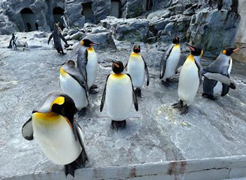 japan/hokkaido/attraction/asahiyama-zoo