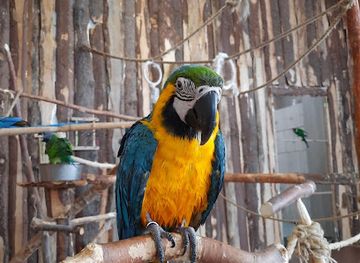 poland/gorzów-wielkopolski/attraction/papugarnia-rio