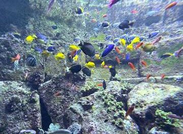 united-arab-emirates/sharjah/attraction/the-lost-chambers-aquarium-at-aquaventure-world