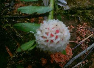 papua-new-guinea/madang/attraction/kaviaini-neza-denge-tourism-services