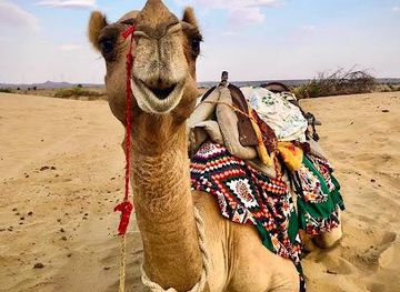 india/jaisalmer/attraction/real-desert-man-camel-safari-jaisalmer