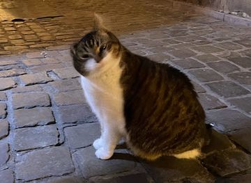 belgium/brussels/attraction/le-chat-de-bruxelles