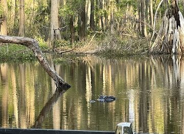 louisiana/caddo-lake-state-park/attraction/billy-carter-s-godevil-caddo-lake-swamp-tours