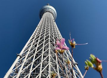 japan/musashi/attraction/kawazu-zakura