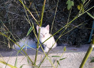 france/nimes/attraction/square-mas-roman