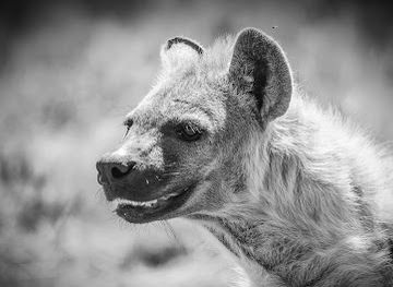 south-africa/amatola-mountains/attraction/huntershill-safaris