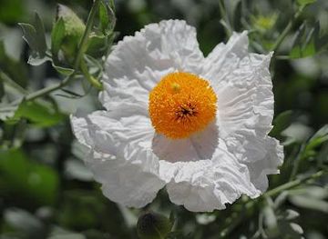 california/anaheim/attraction/california-botanic-garden