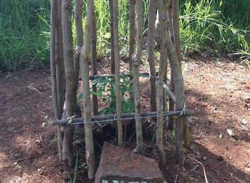 madagascar/antsiranana/attraction/baobab-a-suarezensis-axelle