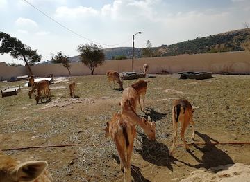 jordan/jerash/attraction/dibbeen-forest-reserve