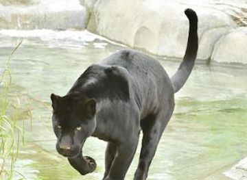 france/paris/attraction/parrot-world-le-parc-animalier-immersif