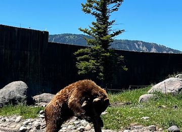 montana/gallatin-canyon/attraction/montana-grizzly-encounter