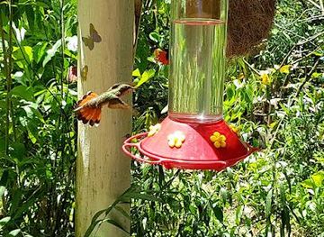 trinidad-and-tobago/scarborough/attraction/adventure-farm-and-nature-reserve-adventure