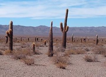 argentina/salta/attraction/parque-nacional-los-cardones