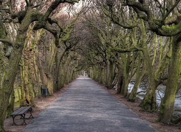 poland/pomerania/attraction/lipowa-aleja-uksztaltowana-na-tunel