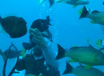 guam/fonte-plateau/attraction/guam-experience-diving-fish-eye-point