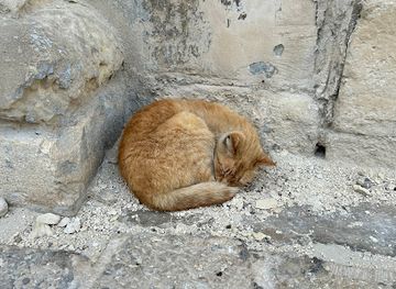 malta/valletta/attraction/nice-orange-cat