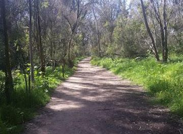 california/santa-barbara/attraction/goleta-monarch-butterfly-grove-at-ellwood-mesa